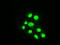 BUB1 Mitotic Checkpoint Serine/Threonine Kinase B antibody, TA500534, Origene, Immunofluorescence image 