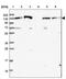 NODAL Modulator 1 antibody, NBP2-46727, Novus Biologicals, Western Blot image 