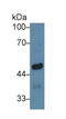 Early Growth Response 4 antibody, LS-C293724, Lifespan Biosciences, Western Blot image 