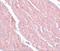 Autophagy Related 13 antibody, GTX85183, GeneTex, Immunohistochemistry paraffin image 