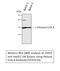 H2A Histone Family Member X antibody, STJ93520, St John
