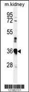  antibody, MBS9208208, MyBioSource, Western Blot image 