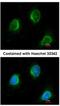 Calpain 3 antibody, NBP1-31756, Novus Biologicals, Immunocytochemistry image 