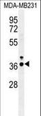 Interferon Regulatory Factor 1 antibody, LS-B15654, Lifespan Biosciences, Western Blot image 