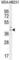 Interferon Regulatory Factor 1 antibody, abx026094, Abbexa, Western Blot image 