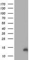 Coiled-Coil-Helix-Coiled-Coil-Helix Domain Containing 5 antibody, TA502372, Origene, Western Blot image 