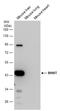 Betaine--Homocysteine S-Methyltransferase antibody, GTX103037, GeneTex, Western Blot image 
