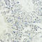 Bromodomain Adjacent To Zinc Finger Domain 2A antibody, 18-014, ProSci, Immunohistochemistry frozen image 