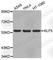 Kruppel Like Factor 5 antibody, A3285, ABclonal Technology, Western Blot image 