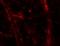 Teneurin Transmembrane Protein 3 antibody, orb251625, Biorbyt, Immunofluorescence image 
