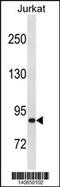 Zinc Finger Protein 337 antibody, 60-574, ProSci, Western Blot image 