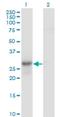 Geminin DNA Replication Inhibitor antibody, H00051053-M01, Novus Biologicals, Western Blot image 