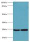 RAN, Member RAS Oncogene Family antibody, LS-C376438, Lifespan Biosciences, Western Blot image 