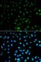 MPTP antibody, LS-C331703, Lifespan Biosciences, Immunofluorescence image 