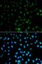 PTPN2 antibody, LS-C331703, Lifespan Biosciences, Immunofluorescence image 