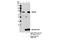 Ubiquilin 2 antibody, 85509S, Cell Signaling Technology, Immunoprecipitation image 
