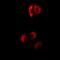 Eukaryotic Translation Initiation Factor 4B antibody, abx225158, Abbexa, Western Blot image 