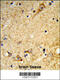 MARVEL Domain Containing 2 antibody, 63-842, ProSci, Immunohistochemistry paraffin image 