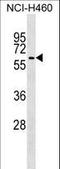 Tripartite Motif Containing 68 antibody, LS-C157280, Lifespan Biosciences, Western Blot image 