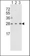 Triosephosphate Isomerase 1 antibody, MBS9214632, MyBioSource, Western Blot image 