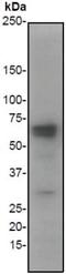 3-Phosphoinositide Dependent Protein Kinase 1 antibody, ab52893, Abcam, Western Blot image 