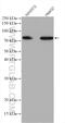 Actin Binding LIM Protein Family Member 3 antibody, 27981-1-AP, Proteintech Group, Western Blot image 