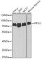 Factor Interacting With PAPOLA And CPSF1 antibody, GTX55623, GeneTex, Western Blot image 