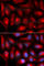 Proteasome Subunit Alpha 5 antibody, A5752, ABclonal Technology, Immunofluorescence image 