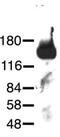 Neuronal cell adhesion molecule antibody, ab24344, Abcam, Western Blot image 