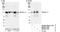 Matrin 3 antibody, NB100-1761, Novus Biologicals, Immunoprecipitation image 