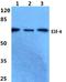 E74 Like ETS Transcription Factor 4 antibody, A03714-2, Boster Biological Technology, Western Blot image 