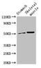 Solute Carrier Family 16 Member 3 antibody, orb51054, Biorbyt, Western Blot image 