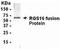 Regulator Of G Protein Signaling 16 antibody, NB300-350, Novus Biologicals, Western Blot image 