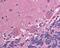 Chaperonin Containing TCP1 Subunit 2 antibody, 48-812, ProSci, Immunohistochemistry frozen image 