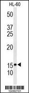 Cysteine Rich Protein 1 antibody, MBS9211360, MyBioSource, Western Blot image 