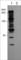 Phosphothreonine antibody, PP4641, ECM Biosciences, Western Blot image 
