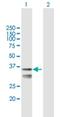 LETM1 Domain Containing 1 antibody, H00025875-B01P, Novus Biologicals, Western Blot image 