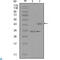 S-Phase Kinase Associated Protein 2 antibody, LS-C812845, Lifespan Biosciences, Western Blot image 