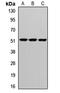 Cereblon antibody, orb412307, Biorbyt, Western Blot image 