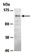 Histamine N-Methyltransferase antibody, orb66790, Biorbyt, Western Blot image 