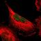 MDIG antibody, NBP1-89862, Novus Biologicals, Immunofluorescence image 