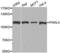 Piwi Like RNA-Mediated Gene Silencing 4 antibody, LS-B14886, Lifespan Biosciences, Western Blot image 