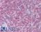 Nuclear Receptor Binding Protein 1 antibody, LS-B9403, Lifespan Biosciences, Immunohistochemistry paraffin image 