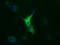 Tubulin Alpha 8 antibody, TA501123, Origene, Immunofluorescence image 