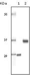 CD204 antibody, 32-220, ProSci, Enzyme Linked Immunosorbent Assay image 