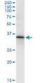 Homeobox C8 antibody, H00003224-M02, Novus Biologicals, Immunoprecipitation image 