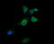 Kallikrein Related Peptidase 8 antibody, LS-C174727, Lifespan Biosciences, Immunofluorescence image 