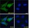 Amine Oxidase Copper Containing 3 antibody, NBP2-62556, Novus Biologicals, Immunofluorescence image 