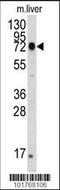 Heat Shock Protein Family A (Hsp70) Member 5 antibody, MBS9209360, MyBioSource, Western Blot image 