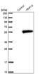 Thyroid Hormone Receptor Interactor 13 antibody, PA5-52193, Invitrogen Antibodies, Western Blot image 